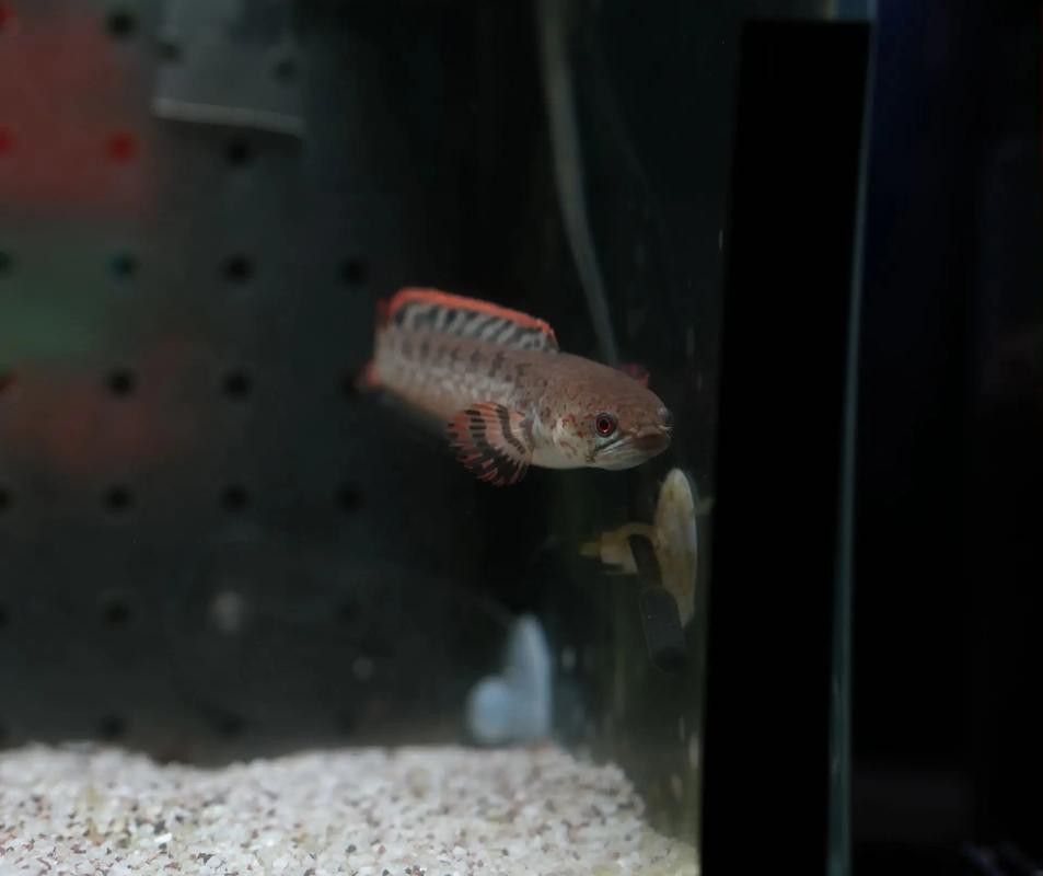 紅色雷龍魚品種有哪些圖片