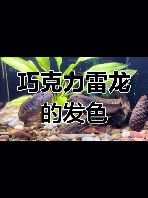 紅色雷龍魚品種有哪些圖片