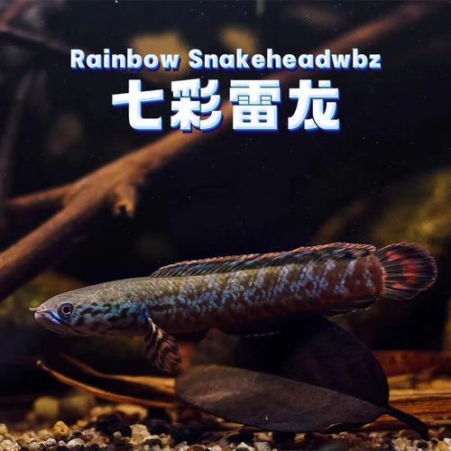 紅色雷龍魚品種有哪些圖片