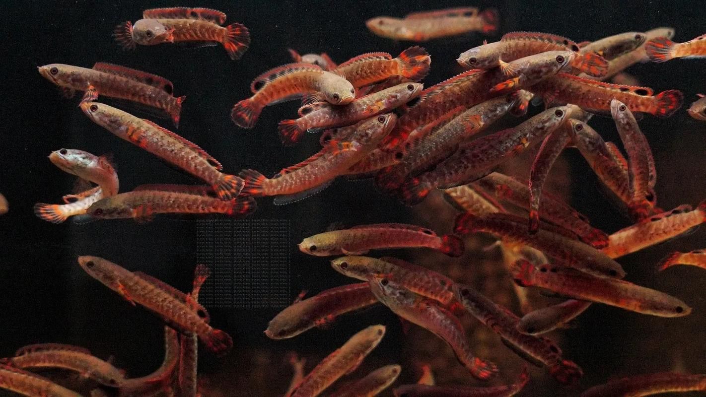 紅色雷龍魚品種有哪些圖片