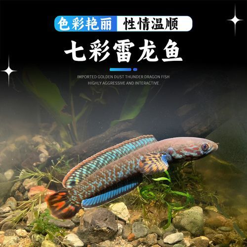 紅色雷龍魚品種有哪些圖片
