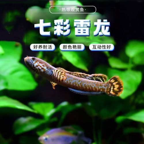 紅色雷龍魚品種有哪些圖片