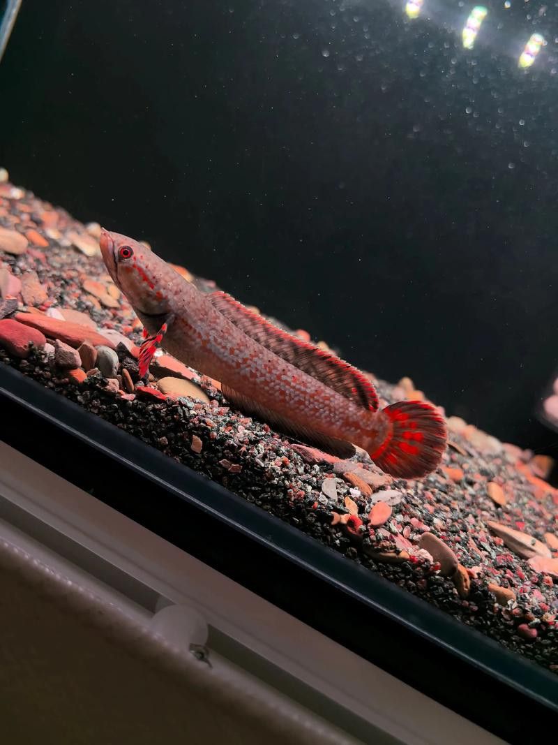 紅色雷龍魚品種有哪些圖片