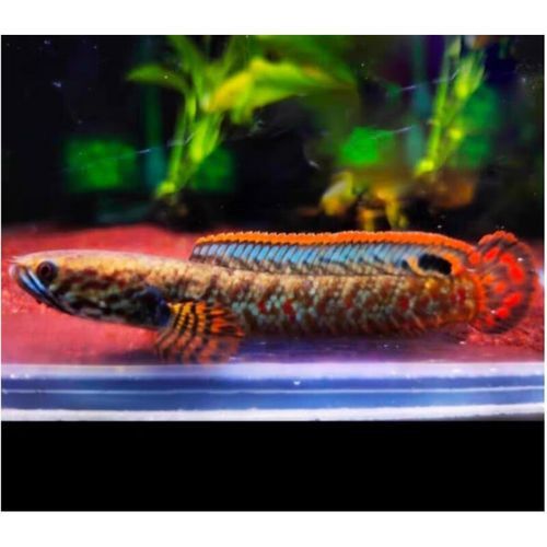 紅色雷龍魚品種有哪些圖片
