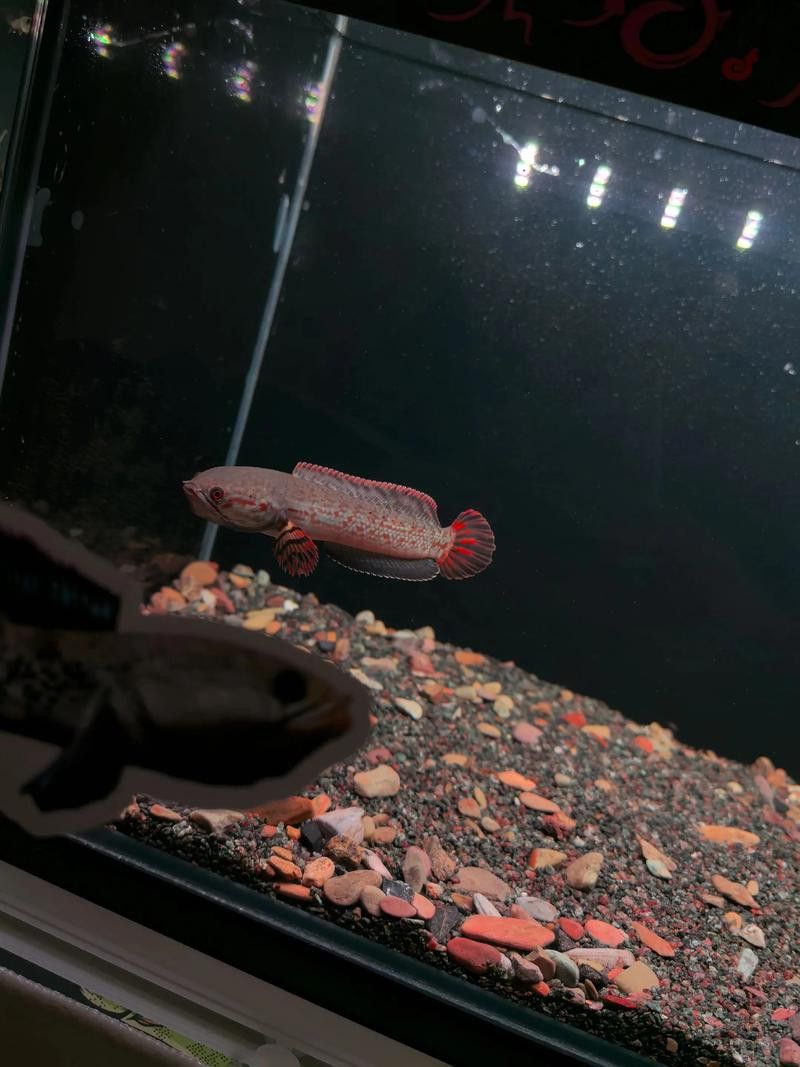 紅色雷龍魚品種有哪些圖片