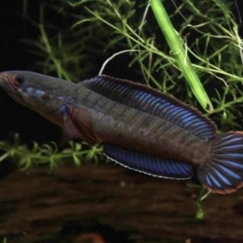 紅色雷龍魚品種有哪些圖片