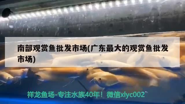 國際漁業政策如何調控雪龍魚價格：國際漁業政策是如何通過調控雪龍魚的捕撈量、貿易限制、國際合作來影響其市場價格的