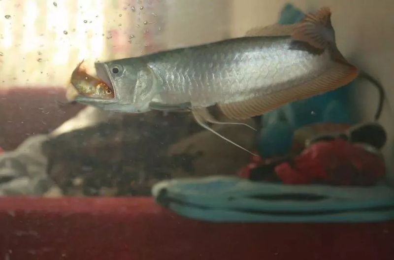 如何判斷七彩銀龍魚的年齡？
