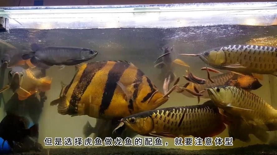 龍魚配虎魚怎么樣啊圖片
