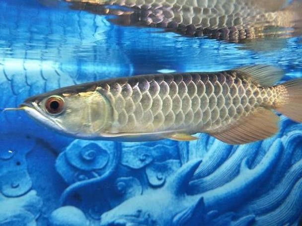 龍魚配虎魚怎么樣啊圖片