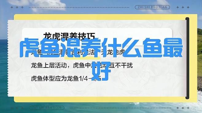 龍魚配虎魚怎么樣啊圖片