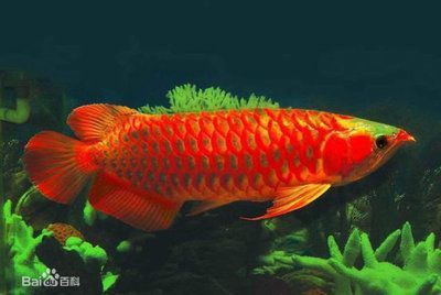 金龍魚(yú)壽命多長(zhǎng)？（金龍魚(yú)的壽命一般在15年至數(shù)十年至數(shù)十年不等）
