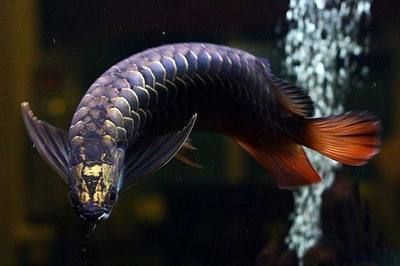 金龍魚壽命多長？（金龍魚的壽命一般在15年至數十年至數十年不等）