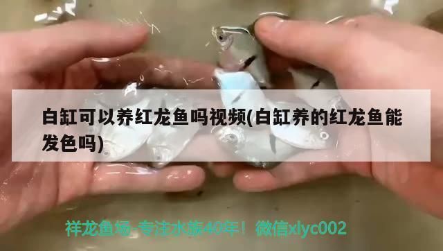 白缸可以養紅龍魚嗎（白缸是否適合養紅龍魚）