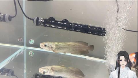 龍魚入缸后多久換水：龍魚入缸后的換水時間主要取決于以下幾個因素