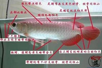 新加坡龍魚會(huì)發(fā)色嗎（新加坡紅龍魚會(huì)發(fā)生發(fā)色現(xiàn)象嗎？）