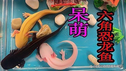 哪些行為會促進六角恐龍魚認主？