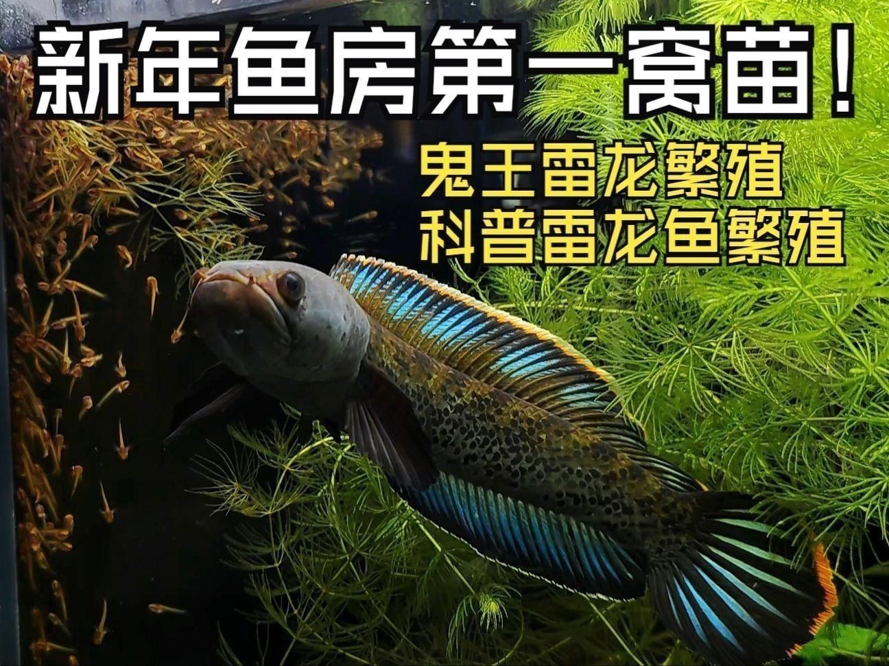 鬼王雷龍的最佳繁殖條件是什么