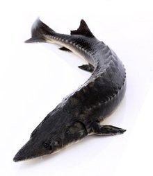 尋龍魚是什么魚