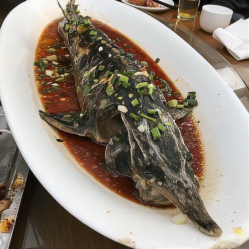 尋龍魚是什么魚
