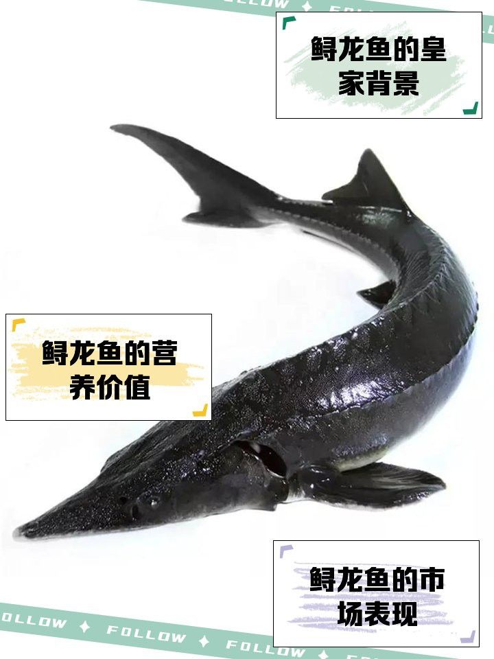 尋龍魚是什么魚