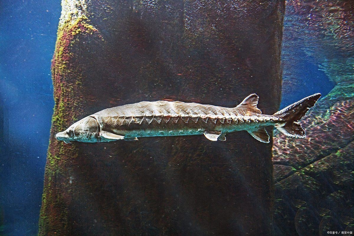 尋龍魚是什么魚
