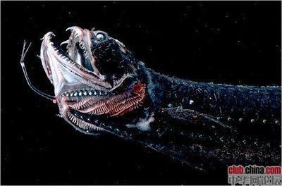 金龍魚魚苗哪里可以買到呢，金龍魚魚苗健康挑選指南