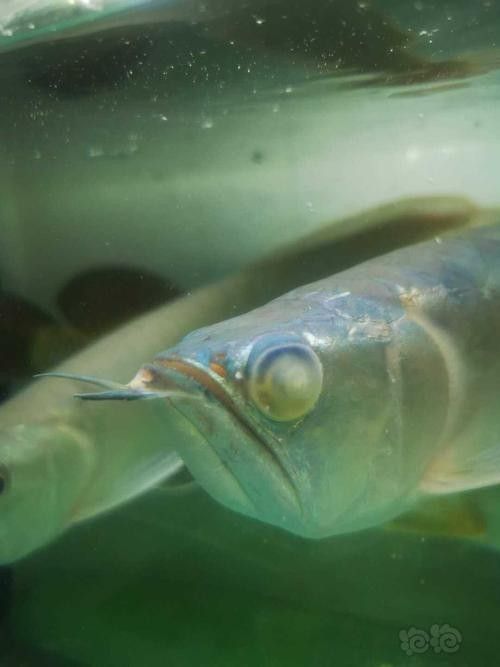 銀龍魚眼睛有白色絮狀物體圖片