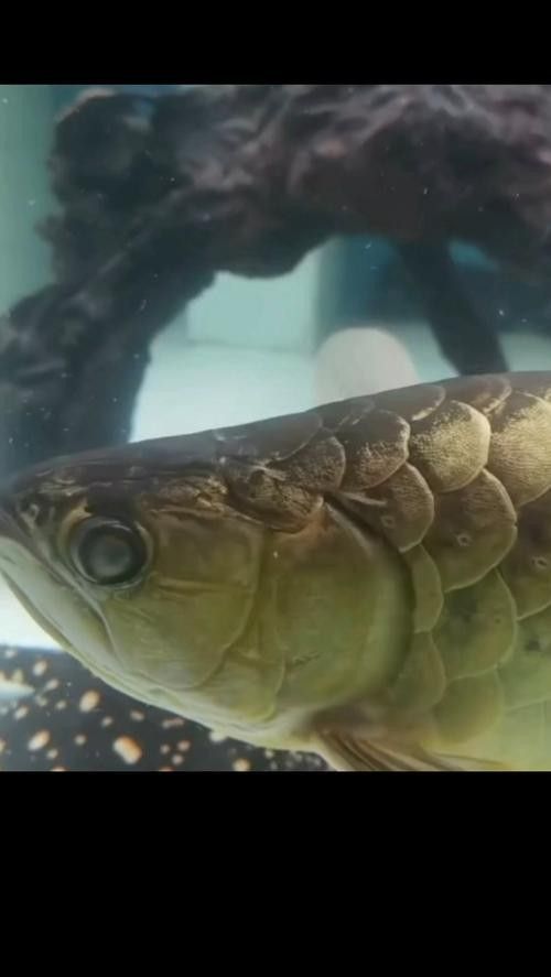銀龍魚眼睛有白色絮狀物體圖片