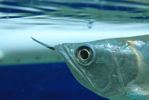 銀龍魚眼睛有白色絮狀物體圖片