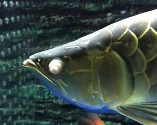 銀龍魚眼睛有白色絮狀物體圖片