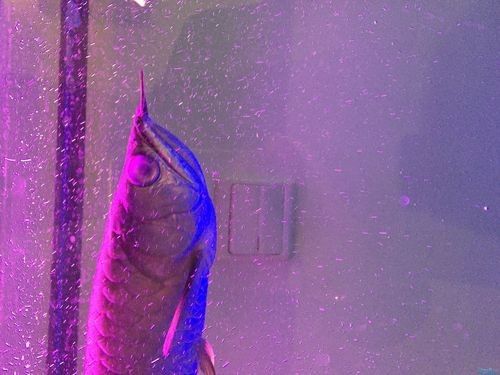 銀龍魚眼睛有白色絮狀物體圖片