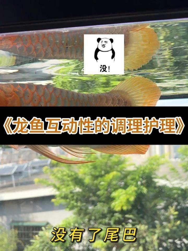 龍魚撞缸后不吃怎么辦？