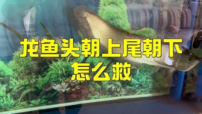 銀龍魚頭朝下怎么回事