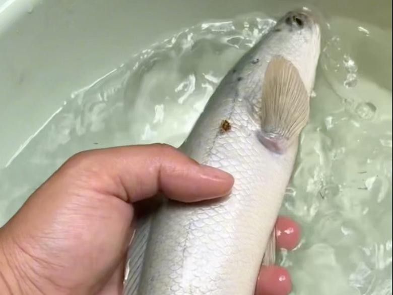 龍魚繁殖需要多大的水族箱？