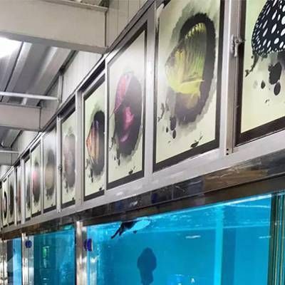 金龍魚養了有什么價值：金龍魚在未來的日子里有望探索更多新型循環經濟產業模式