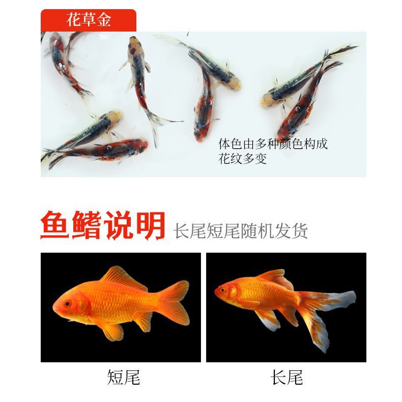 龍魚的飼料魚能吃嗎：龍魚的飼料魚是否適合人類食用