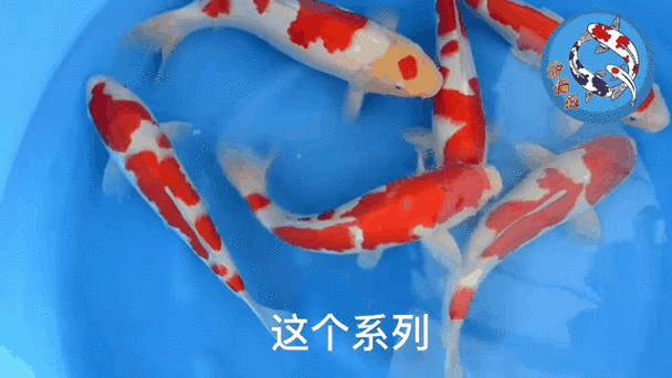 龍魚圖片大全圖片高清壁紙可愛卡通動漫