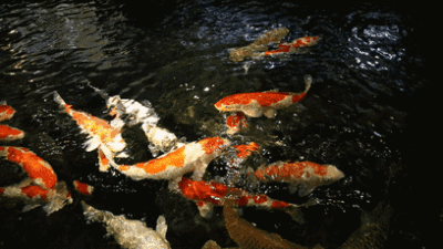 龍魚圖片大全圖片高清壁紙可愛卡通動漫