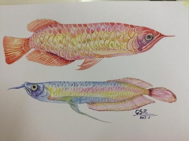 龍魚圖片大全圖片高清壁紙可愛卡通動漫