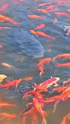 龍魚圖片大全圖片高清壁紙可愛卡通動漫