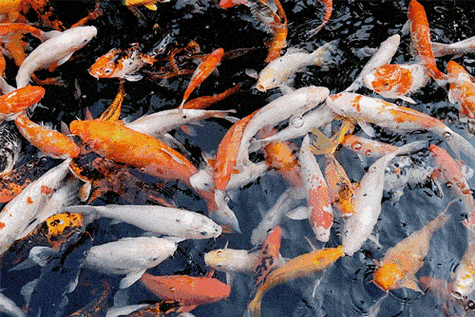 龍魚圖片大全圖片高清壁紙可愛卡通動漫