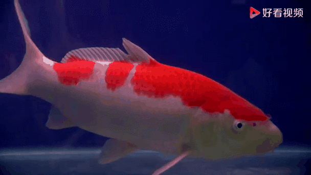 龍魚圖片大全圖片高清壁紙可愛卡通動漫