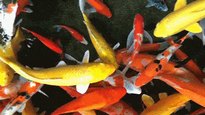 龍魚圖片大全圖片高清壁紙可愛卡通動漫