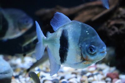 粗線銀板魚混養注意事項：粗線銀板魚在混養時需要注意水質管理、光照管理、光照管理