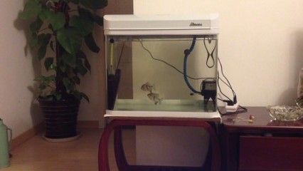 粗線銀板魚混養注意事項：粗線銀板魚在混養時需要注意水質管理、光照管理、光照管理