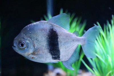 粗線銀板魚混養注意事項：粗線銀板魚在混養時需要注意水質管理、光照管理、光照管理
