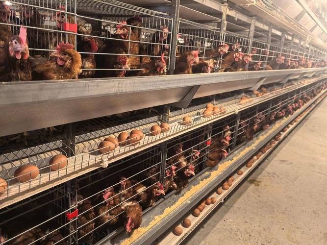 推薦一些輕松愉快的養雞養龍小說