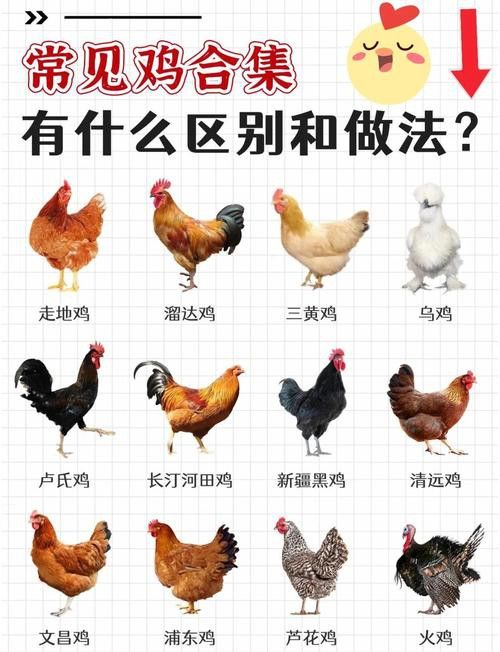 推薦一些輕松愉快的養雞養龍小說