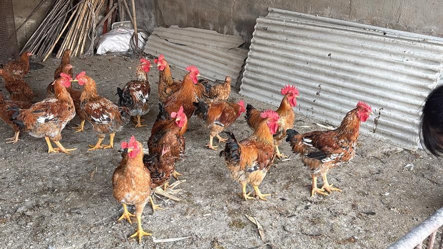 推薦一些輕松愉快的養雞養龍小說